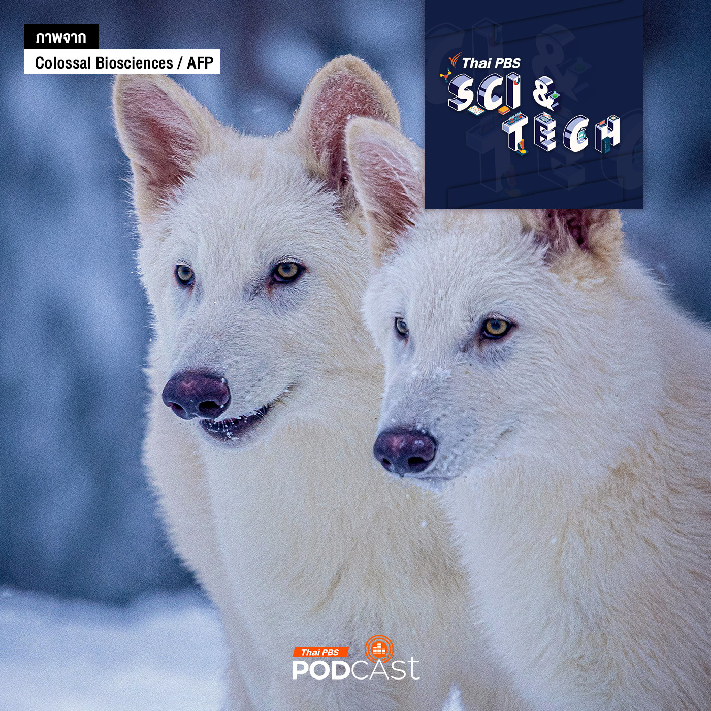 EP. 855: ข้อเท็จของการคืนชีพไดร์วูล์ฟ และโอกาสของสัตว์สูญพันธุ์อื่น ๆ